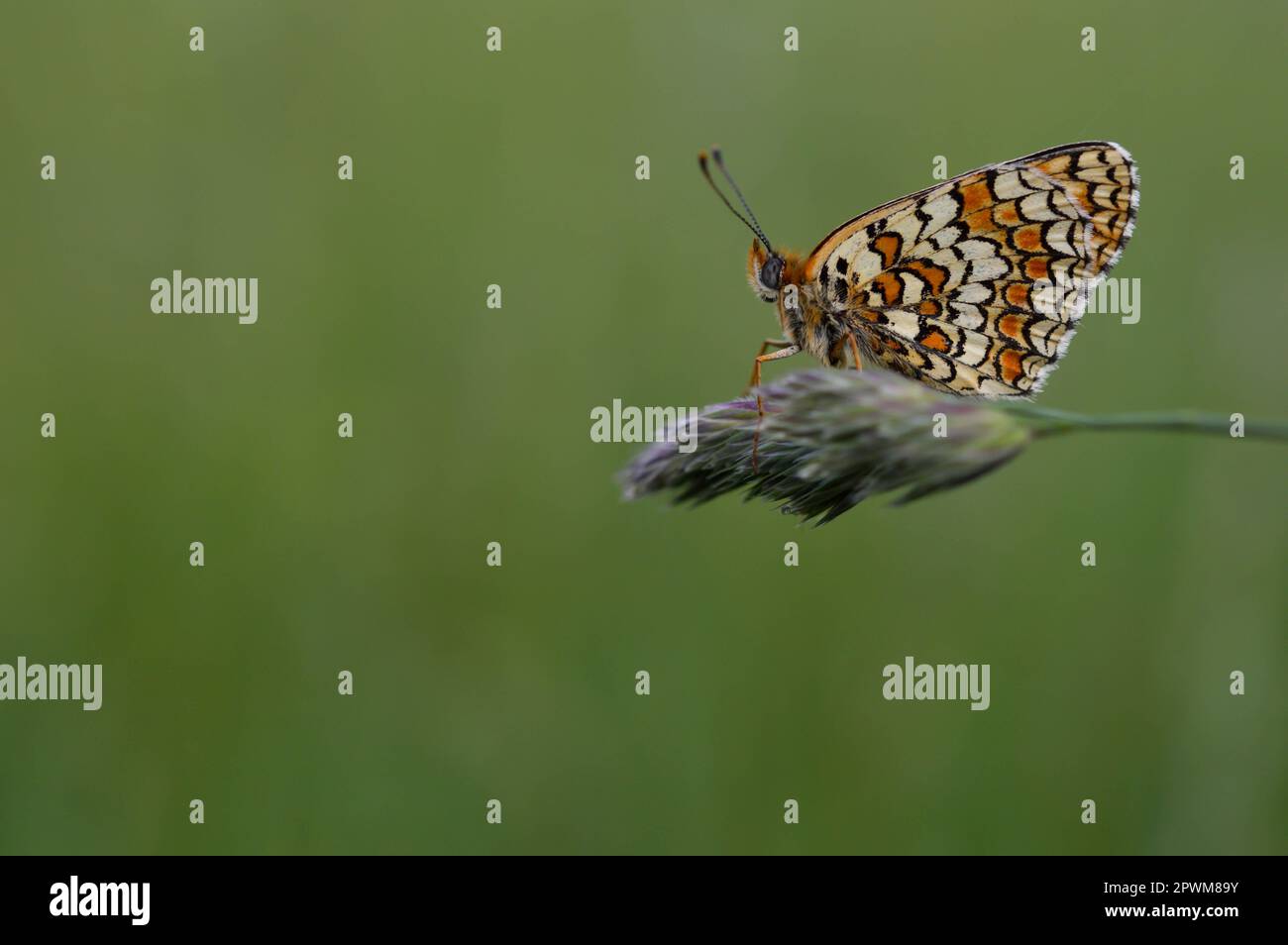 Boloria dia, Fritillary de Weaver gros plan, dans la nature, papillon en cuivre clinquant sur un fond naturel végétal. Banque D'Images