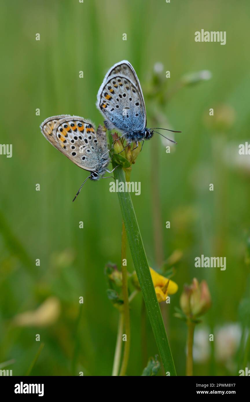 Deux papillons bleus communs sur une plante dans la nature gros plan, macro, au repos, dessous illustré, petit papillon bleu et gris. Banque D'Images Deux papillons bleus communs sur une plante dans la nature gros plan, macro, au repos, dessous illustré, petit papillon bleu et gris. Banque D'Images