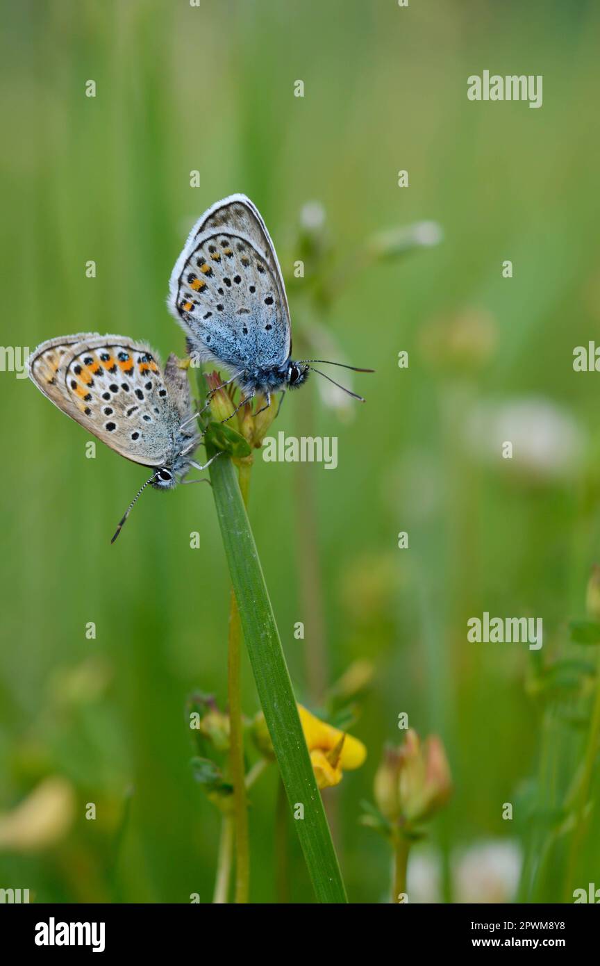 Deux papillons bleus communs sur une plante dans la nature gros plan, macro, au repos, dessous illustré, petit papillon bleu et gris. Banque D'Images Deux papillons bleus communs sur une plante dans la nature gros plan, macro, au repos, dessous illustré, petit papillon bleu et gris. Banque D'Images