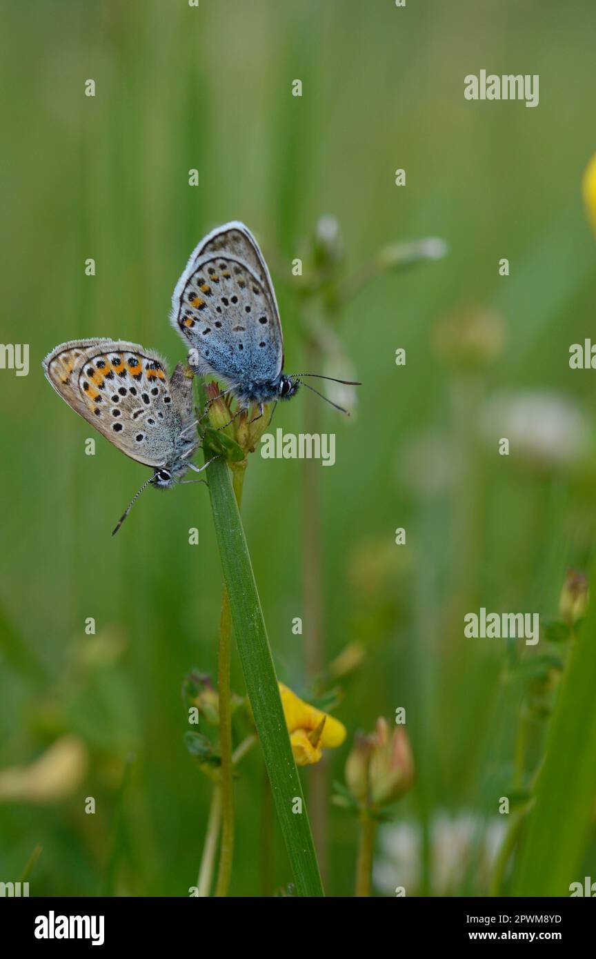 Deux papillons bleus communs sur une plante dans la nature gros plan, macro, au repos, dessous illustré, petit papillon bleu et gris. Banque D'Images Deux papillons bleus communs sur une plante dans la nature gros plan, macro, au repos, dessous illustré, petit papillon bleu et gris. Banque D'Images
