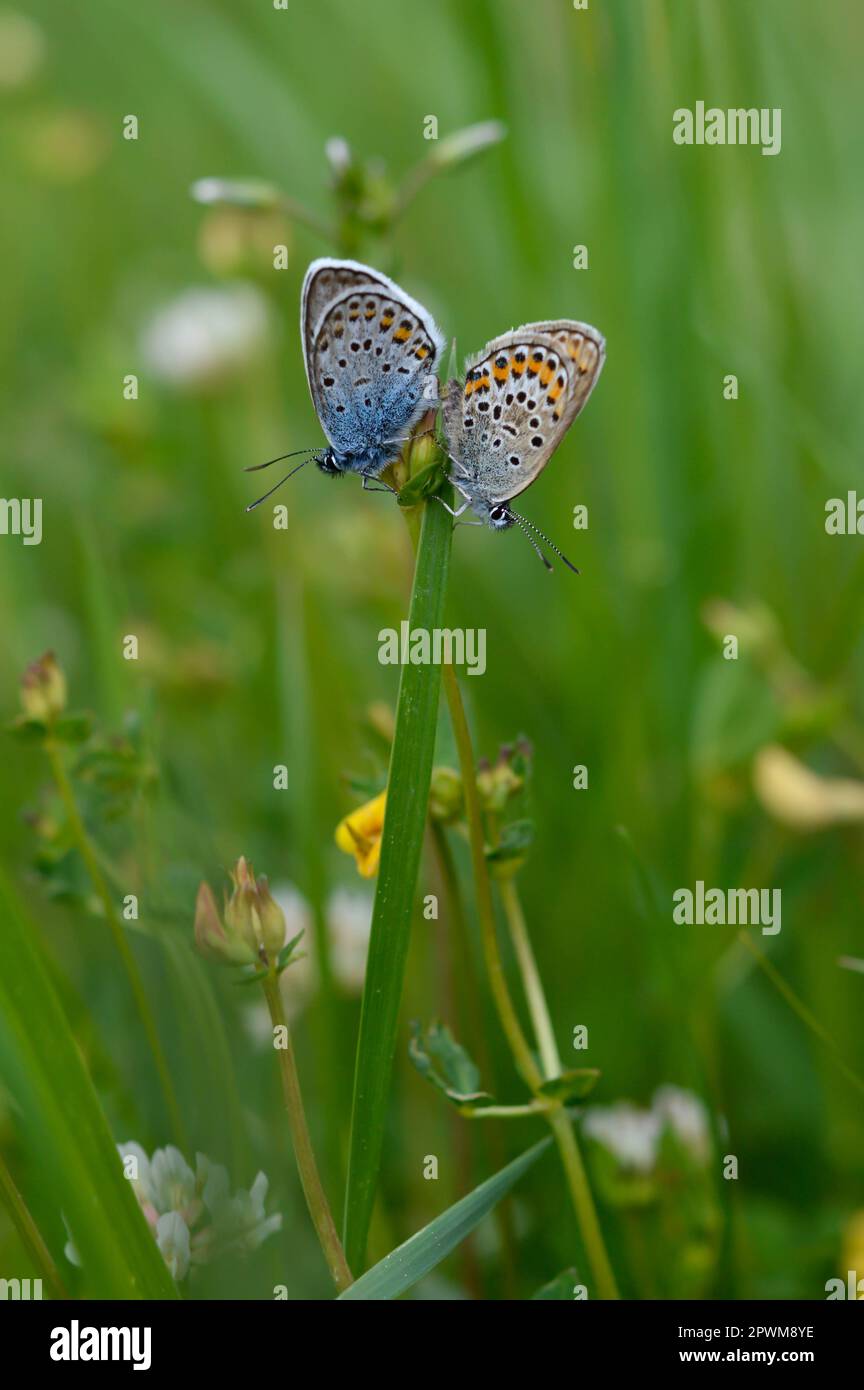 Deux papillons bleus communs sur une plante dans la nature gros plan, macro, au repos, dessous illustré, petit papillon bleu et gris. Banque D'Images Deux papillons bleus communs sur une plante dans la nature gros plan, macro, au repos, dessous illustré, petit papillon bleu et gris. Banque D'Images