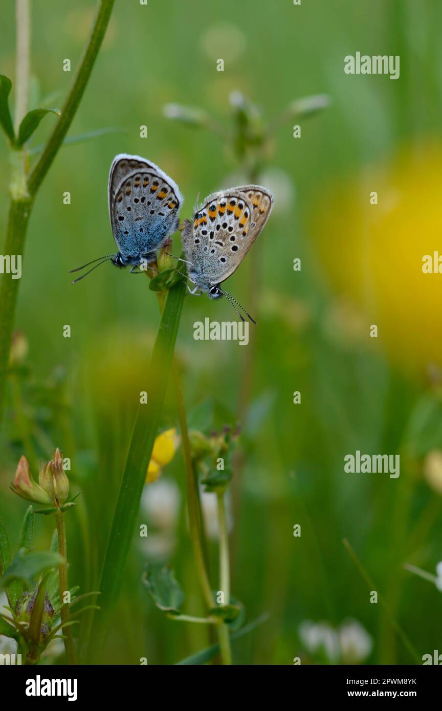 Deux papillons bleus communs sur une plante dans la nature gros plan, macro, au repos, dessous illustré, petit papillon bleu et gris. Banque D'Images Deux papillons bleus communs sur une plante dans la nature gros plan, macro, au repos, dessous illustré, petit papillon bleu et gris. Banque D'Images