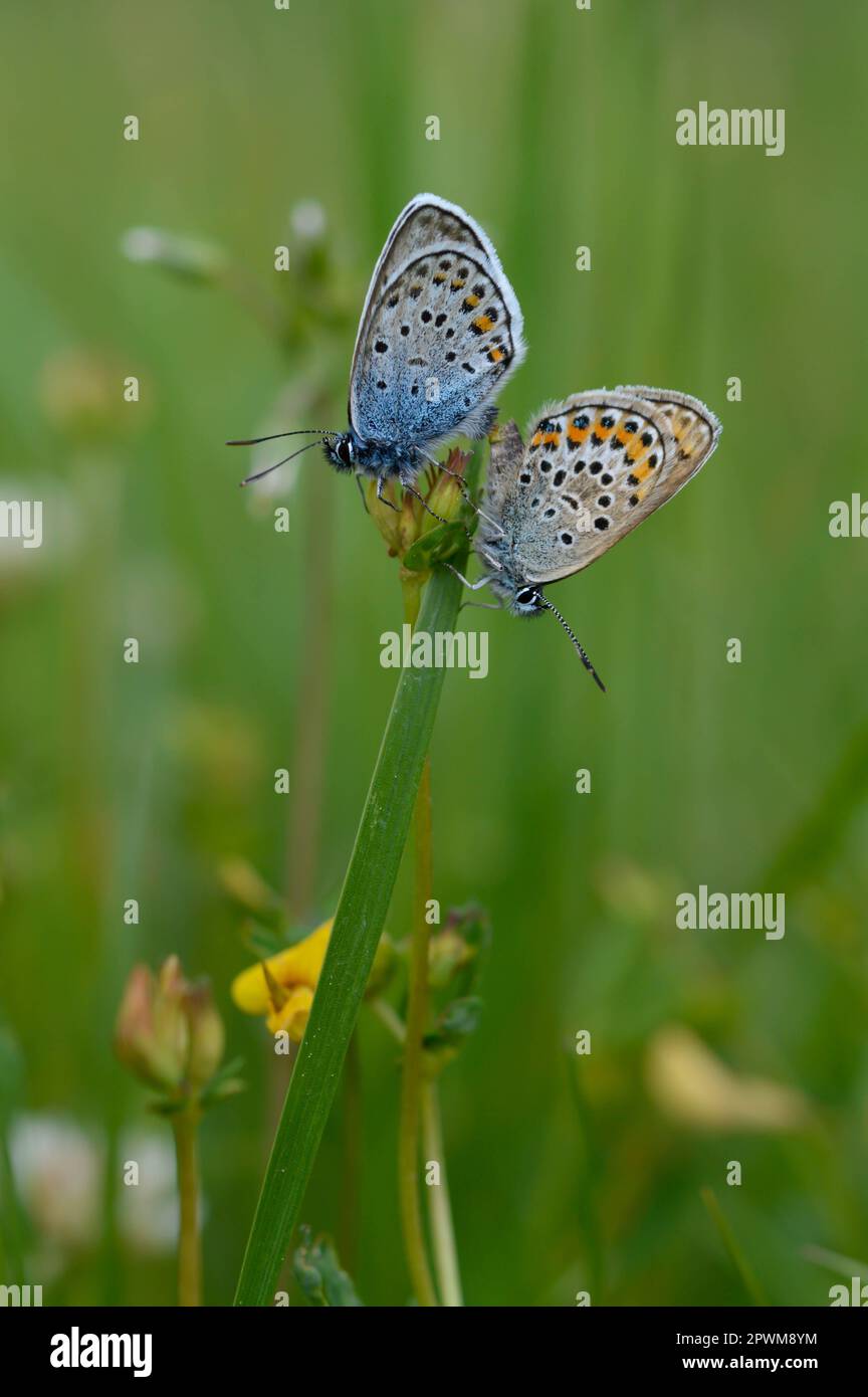 Deux papillons bleus communs sur une plante dans la nature gros plan, macro, au repos, dessous illustré, petit papillon bleu et gris. Banque D'Images Deux papillons bleus communs sur une plante dans la nature gros plan, macro, au repos, dessous illustré, petit papillon bleu et gris. Banque D'Images