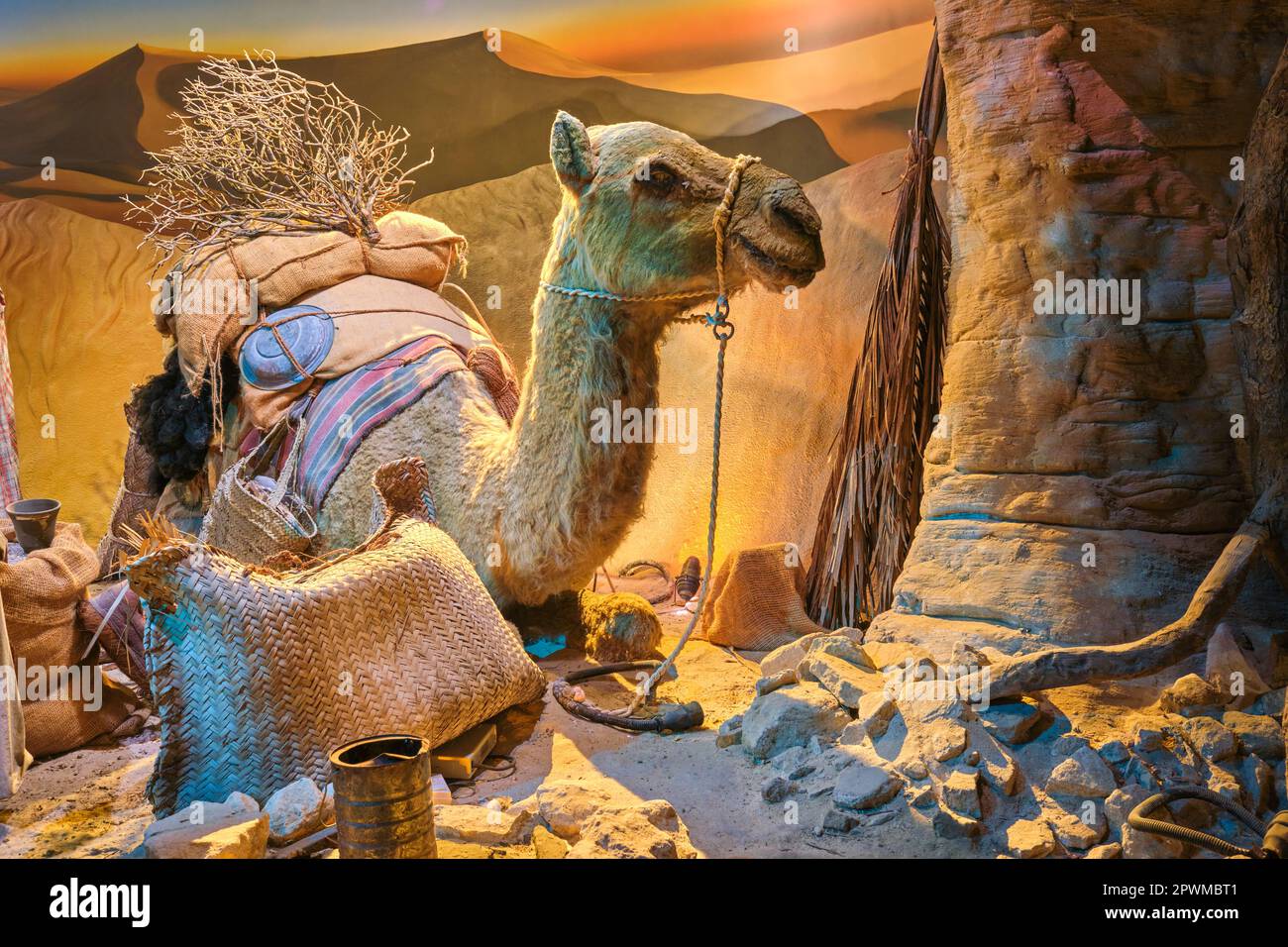 Un chameau se reposant pour la nuit dans un ancien camping dans le désert. Un diorama représentant une scène du passé des Émirats arabes Unis, au Musée d'histoire d'Abu Dhabi, aux Nations Unies Banque D'Images Un chameau se reposant pour la nuit dans un ancien camping dans le désert. Un diorama représentant une scène du passé des Émirats arabes Unis, au Musée d'histoire d'Abu Dhabi, aux Nations Unies Banque D'Images
