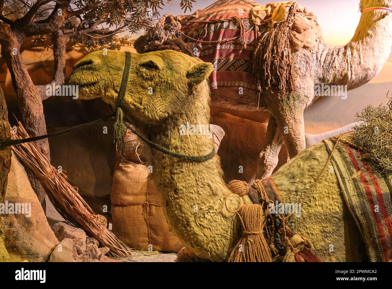 Chameaux se reposant pour la nuit dans un ancien camping dans le désert. Un diorama représentant une scène du passé des eau, au musée d'histoire d'Abu Dhabi à l'Uni Banque D'Images Chameaux se reposant pour la nuit dans un ancien camping dans le désert. Un diorama représentant une scène du passé des eau, au musée d'histoire d'Abu Dhabi à l'Uni Banque D'Images