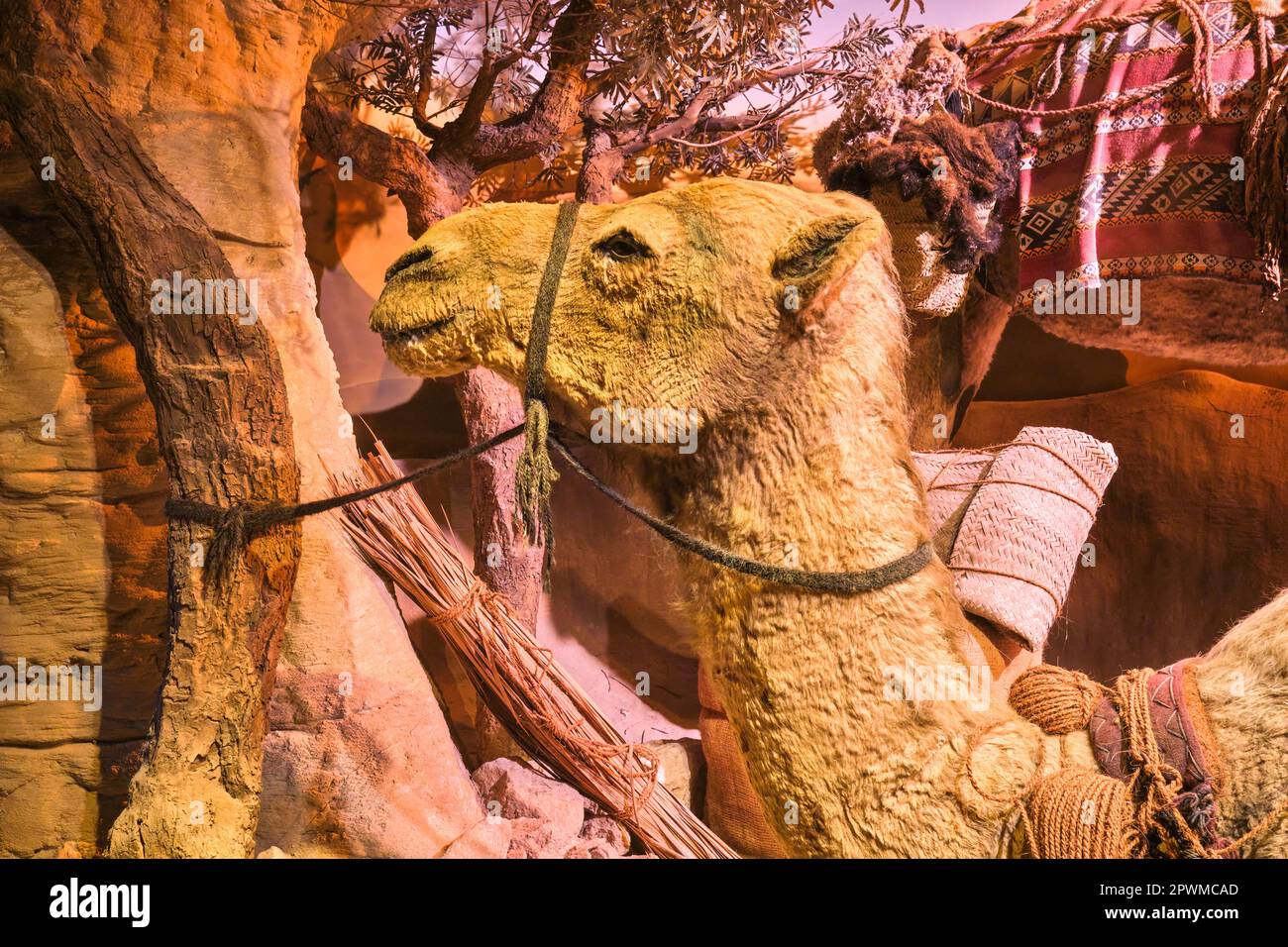 Un chameau se reposant pour la nuit dans un ancien camping dans le désert. Un diorama représentant une scène du passé des Émirats arabes Unis, au Musée d'histoire d'Abu Dhabi, aux Nations Unies Banque D'Images Un chameau se reposant pour la nuit dans un ancien camping dans le désert. Un diorama représentant une scène du passé des Émirats arabes Unis, au Musée d'histoire d'Abu Dhabi, aux Nations Unies Banque D'Images