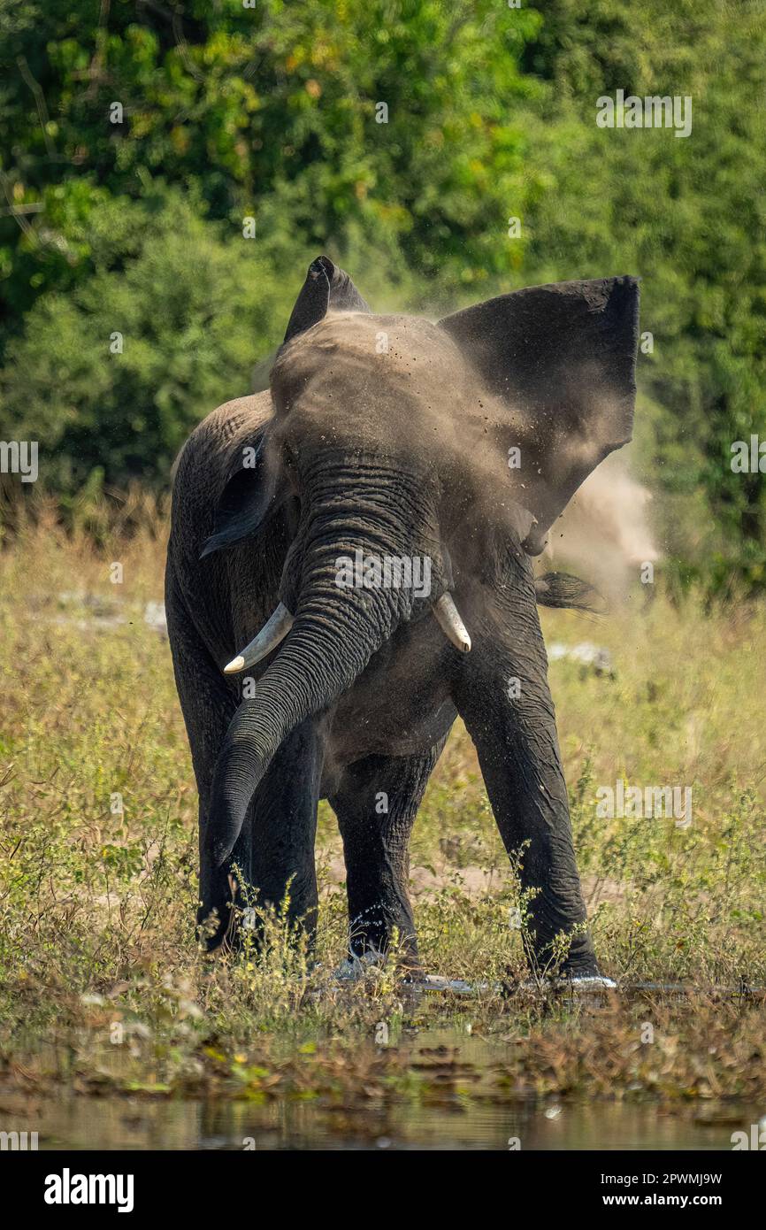 L'éléphant d'Afrique secoue la tête sur la rive Banque D'Images