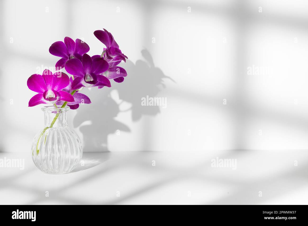 Branche d'orchidée pourpre dans un vase sur fond blanc avec éclairage lumineux, espace de copie, photo horizontale. Silhouette de fleur et ombre à peine visible Banque D'Images