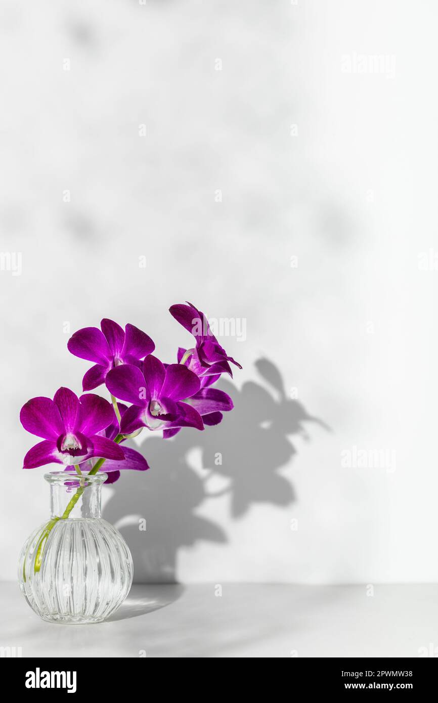 Bouquet de fleurs d'orchidées artificielles violettes en verre avec ombre de pétales sur le mur blanc. Tour de lumière et d'ombres Banque D'Images