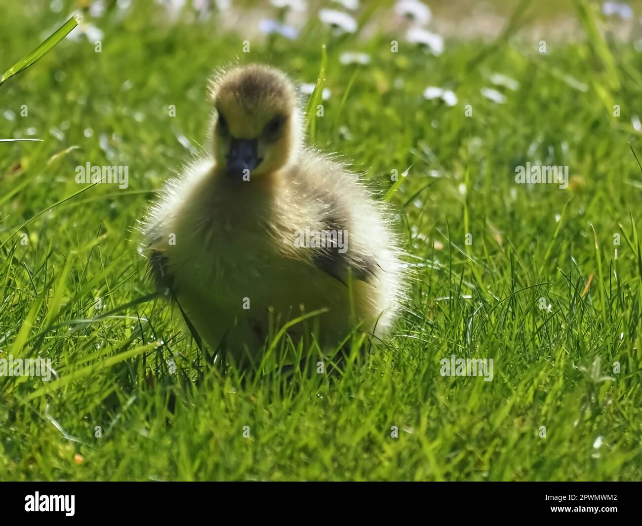 Mignon poussin nouveau-né d'une oie du Canada dans un pré Banque D'Images