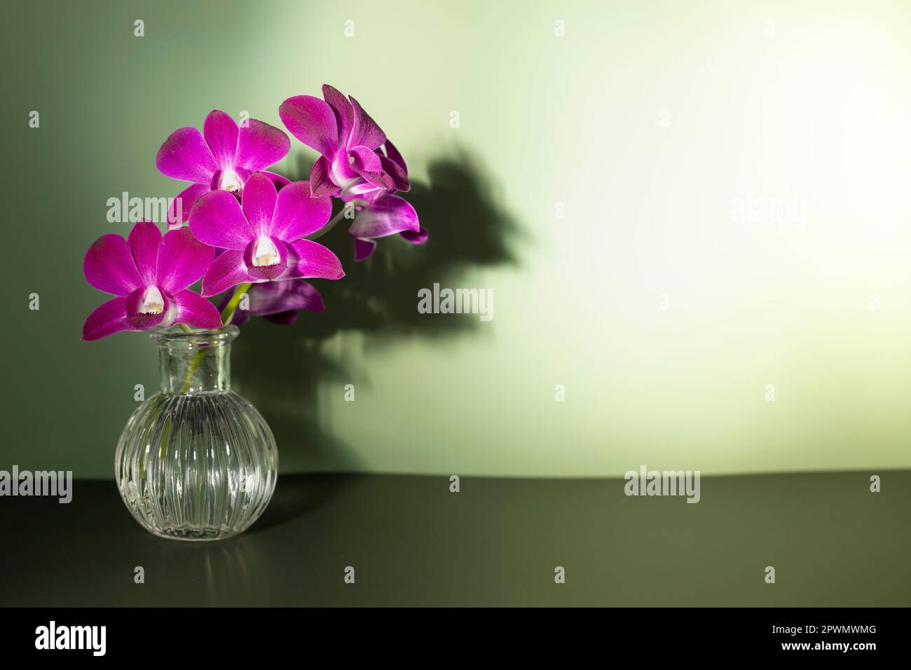 Vie encore de violet bouquet de fleurs d'orchidée composition en verre d'eau transparent à réflexion avec ombre sur le mur vert Banque D'Images