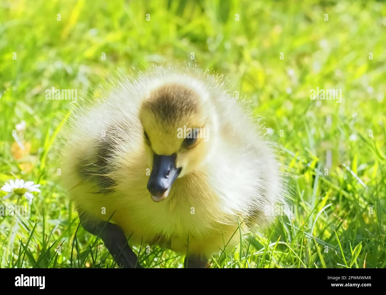 Mignon poussin nouveau-né d'une oie du Canada dans un pré Banque D'Images