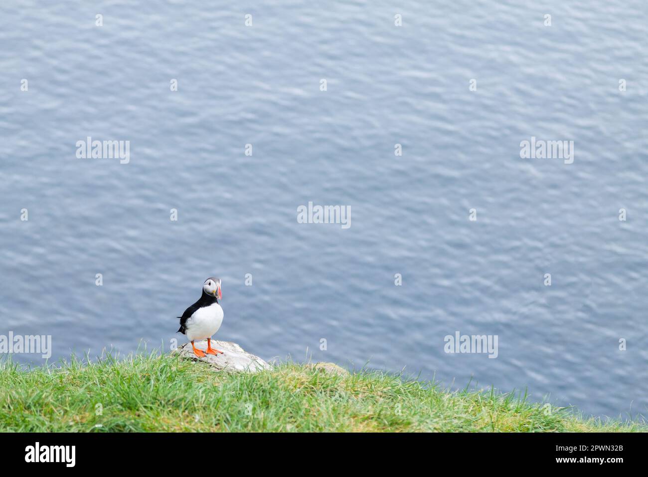 Macareux moine de Borgarfjordur fjord, est de l'Islande. La faune de l'Islande. Macareux moine commun. Fratercula arctica Banque D'Images Macareux moine de Borgarfjordur fjord, est de l'Islande. La faune de l'Islande. Macareux moine commun. Fratercula arctica Banque D'Images