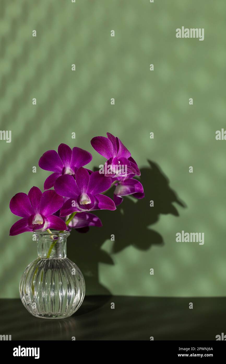 Bouquet de fleurs d'orchidées roses juteuses dans un vase en verre avec des ombres à losanges sur un mur vert. Fête des femmes, fête des mères et vacances Banque D'Images