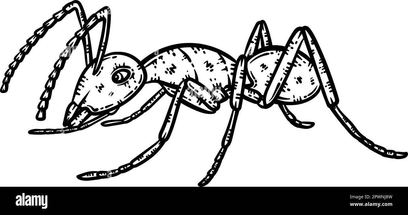 Page de coloriage ANT Animal pour adultes Illustration de Vecteur