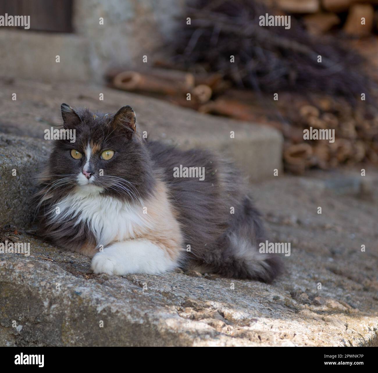 Chat forestier norvégien intrigué par ses environs Banque D'Images