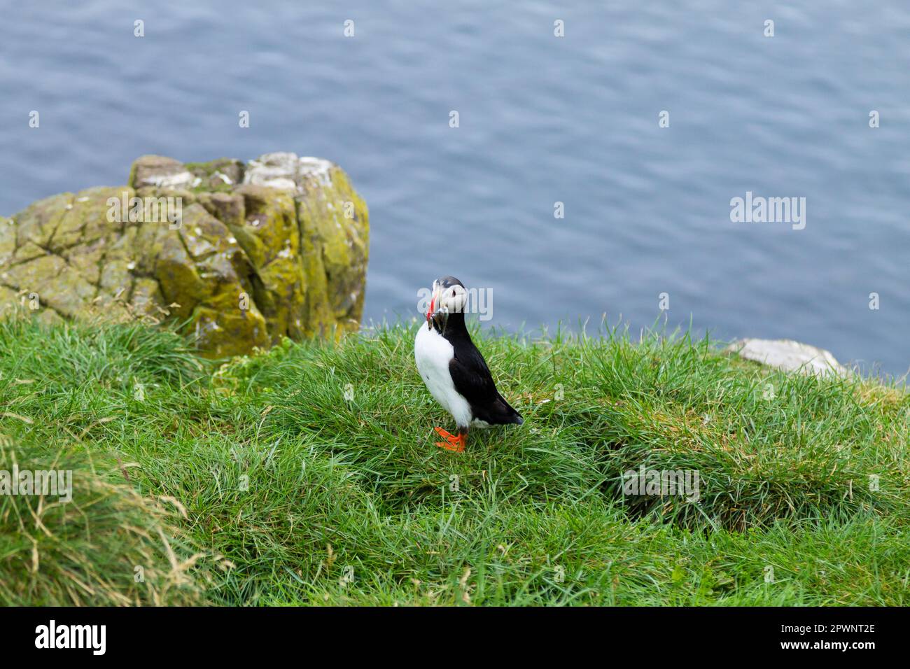 Macareux moine de Borgarfjordur fjord, est de l'Islande. La faune de l'Islande. Macareux moine commun. Fratercula arctica Banque D'Images Macareux moine de Borgarfjordur fjord, est de l'Islande. La faune de l'Islande. Macareux moine commun. Fratercula arctica Banque D'Images