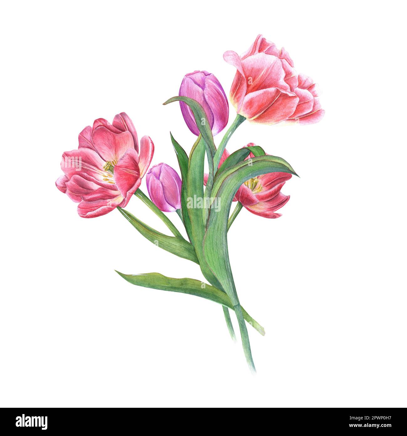 Bouquet d'aquarelles de tulipes roses isolées sur fond blanc. Belle illustration pour la conception de cartes postales, de voeux, de motifs Banque D'Images