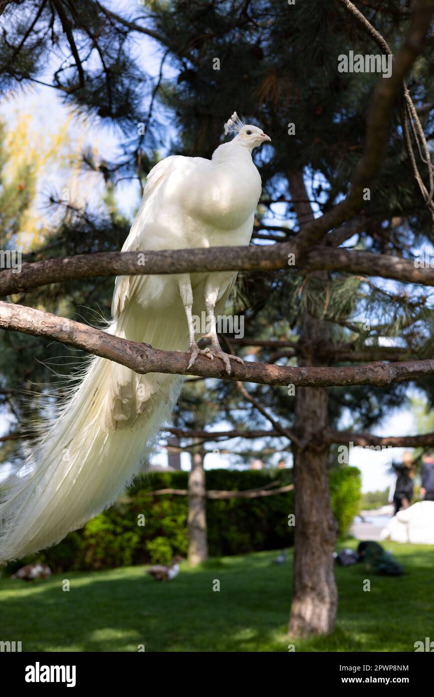 Paon blanc avec une longue queue sur une branche. Banque D'Images