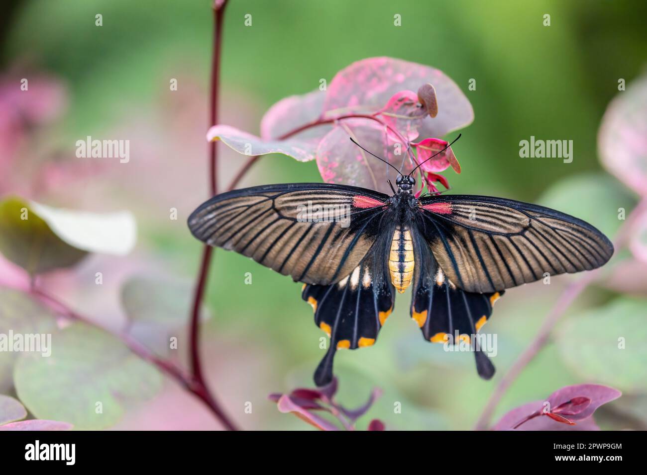 Grand Mormon papillon Papilio Memnon posant avec des ailes ouvertes sur la belle fleur pourpre. Banque D'Images