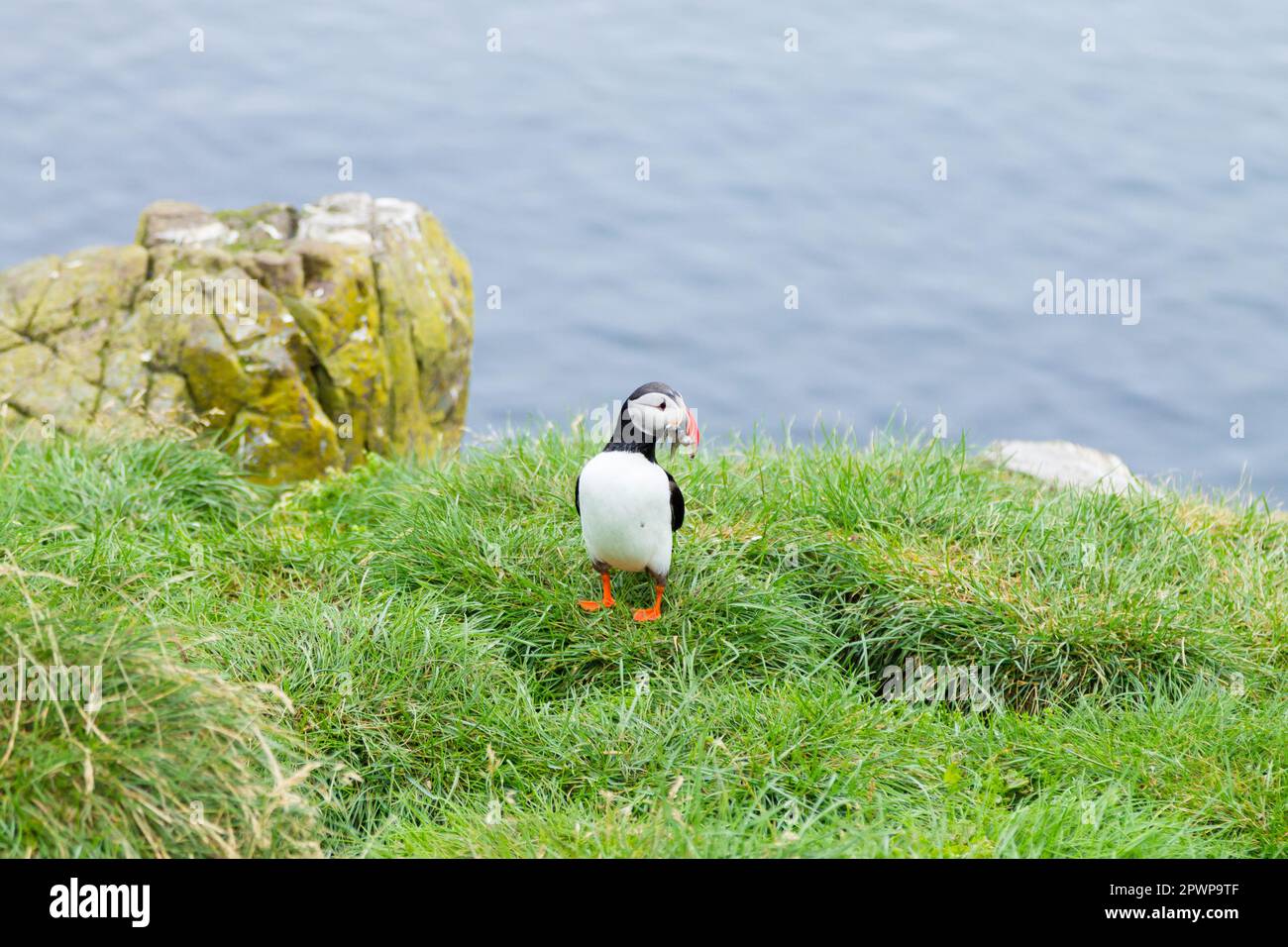 Macareux moine de Borgarfjordur fjord, est de l'Islande. La faune de l'Islande. Macareux moine commun. Fratercula arctica Banque D'Images Macareux moine de Borgarfjordur fjord, est de l'Islande. La faune de l'Islande. Macareux moine commun. Fratercula arctica Banque D'Images