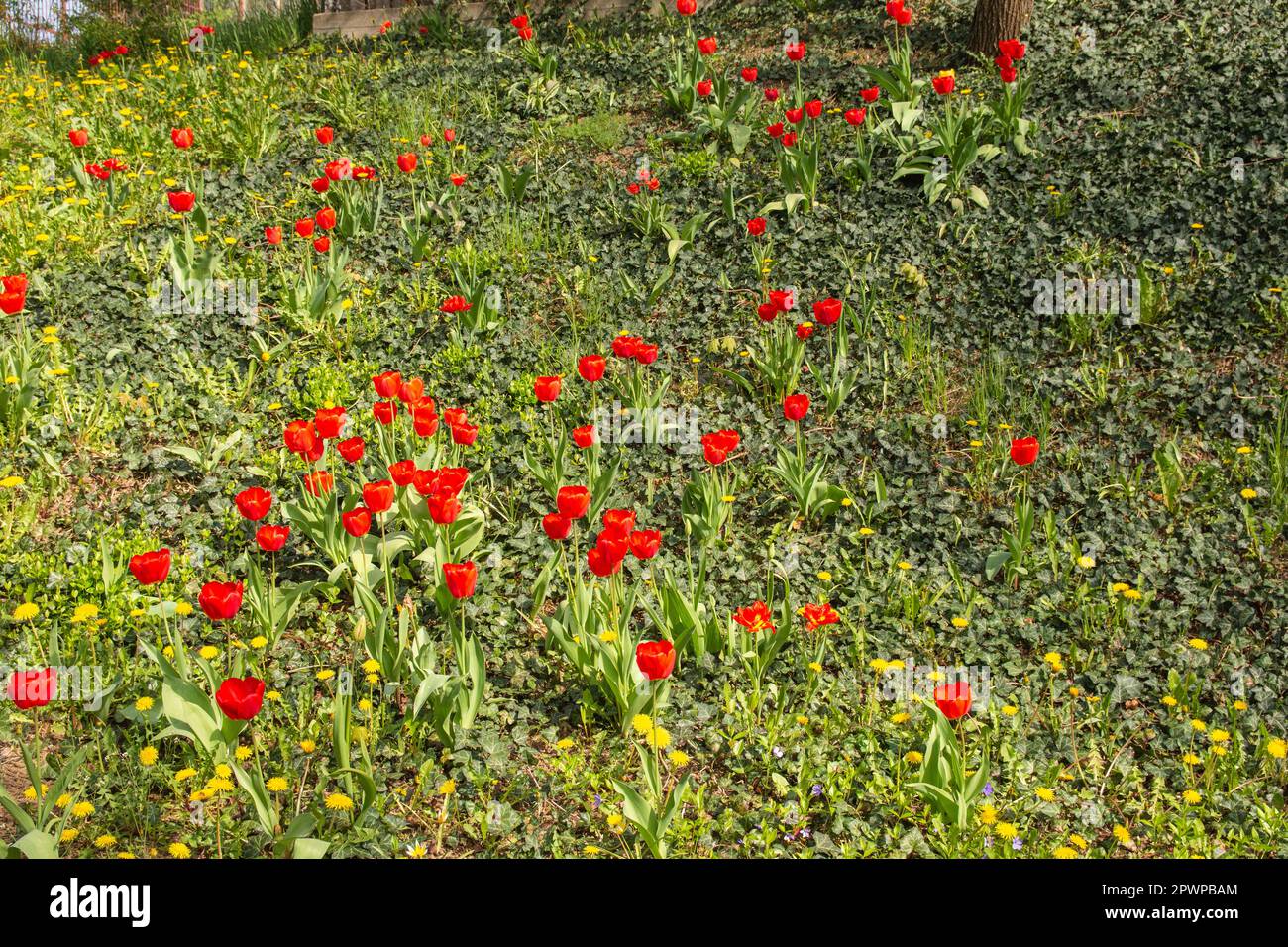 Tulipes rouges fleuris sur un pré vert au soleil. Ressort. Jour. Banque D'Images