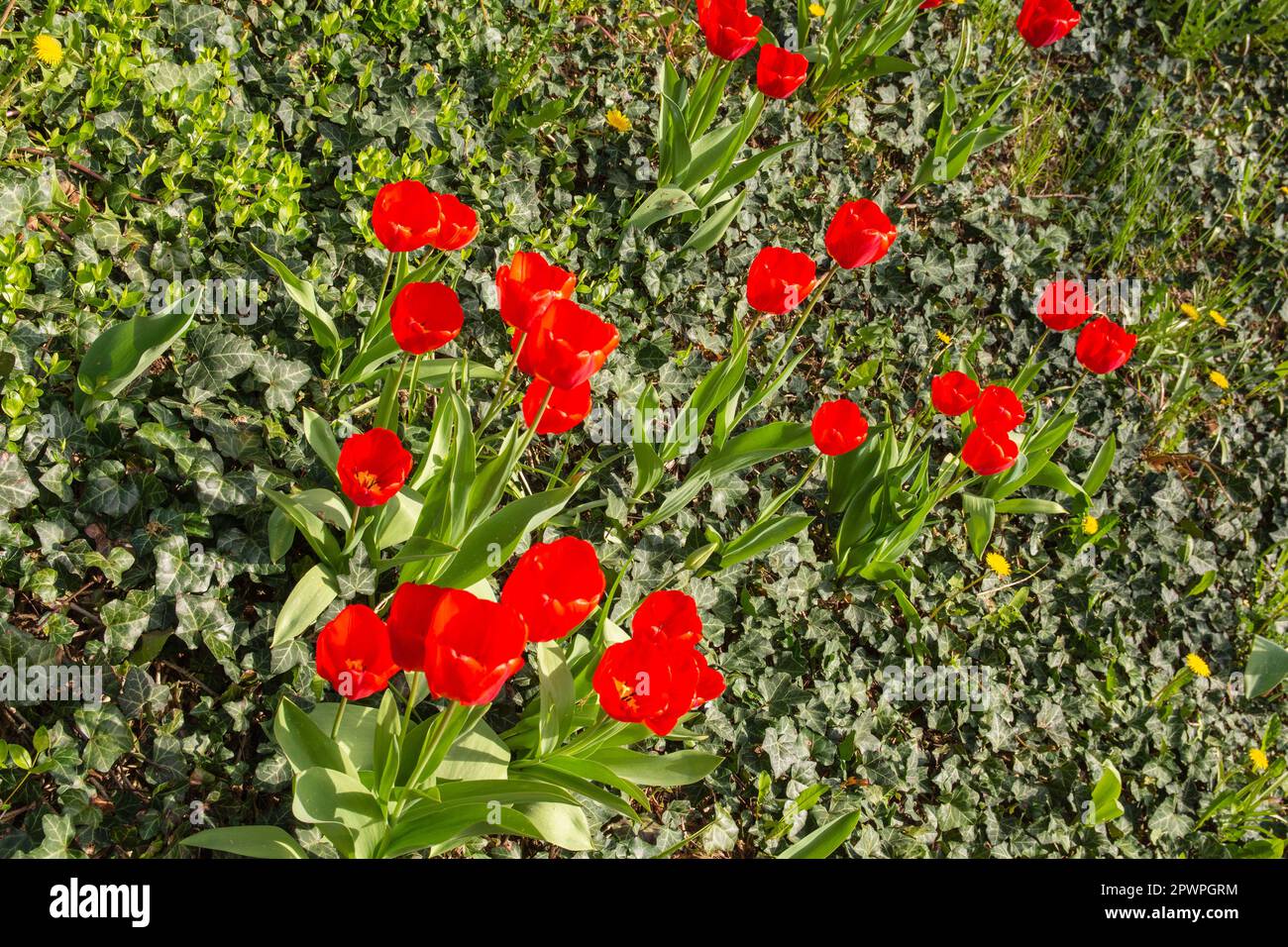 Tulipes rouges fleuris sur un pré vert au soleil. Ressort. Jour. Banque D'Images