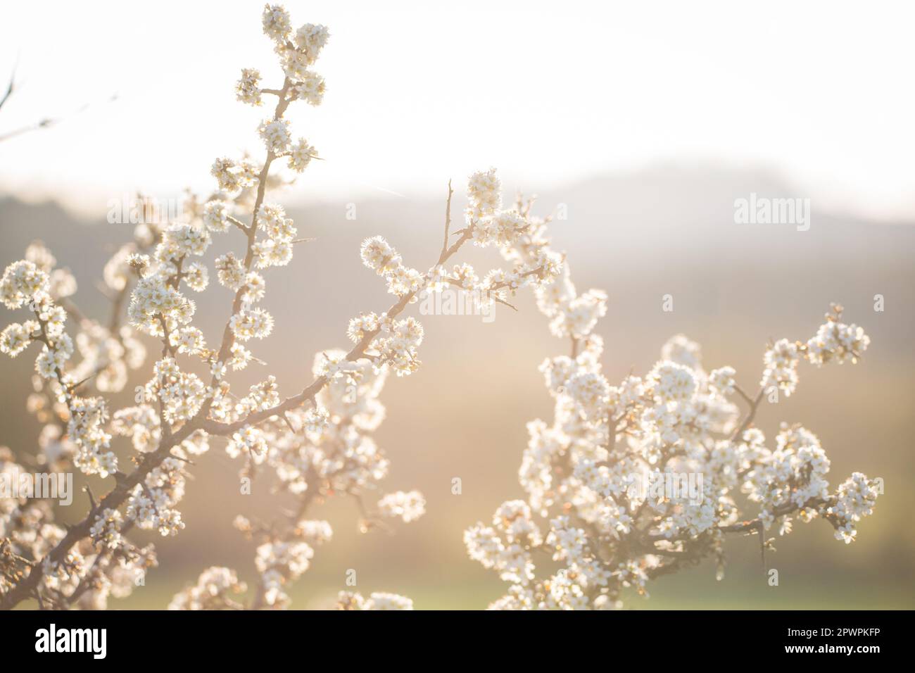 Arbre en fleurs au printemps, Waldviertel, Autriche Banque D'Images