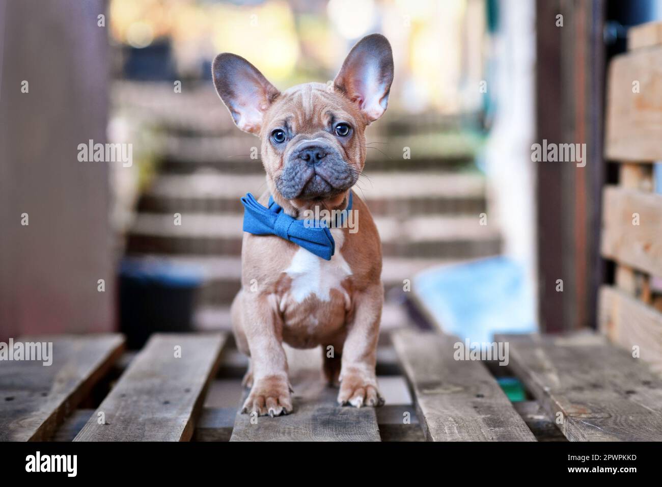 Bleu rouge fauve French Bulldog chien chiot portant noeud bleu cravate Banque D'Images