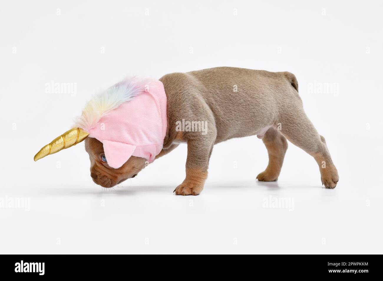 Chien de taureaux français chiot avec joli chapeau rose licorne avec corne dorée Banque D'Images
