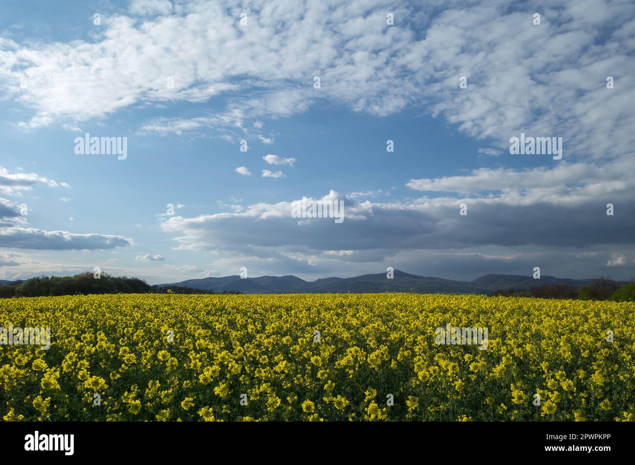 Champ avec fleurs de canola et beau groupe de nuages blancs dans le ciel bleu. Paysage ensoleillé de printemps, Banovce nad Bebravou, Slovaquie Banque D'Images