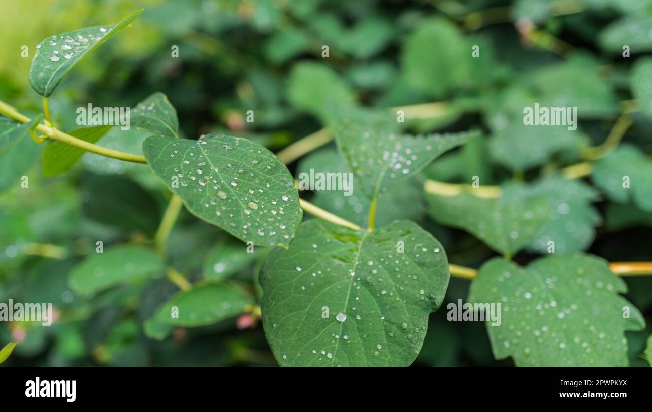 gros plan des feuilles vertes d'un buisson Banque D'Images