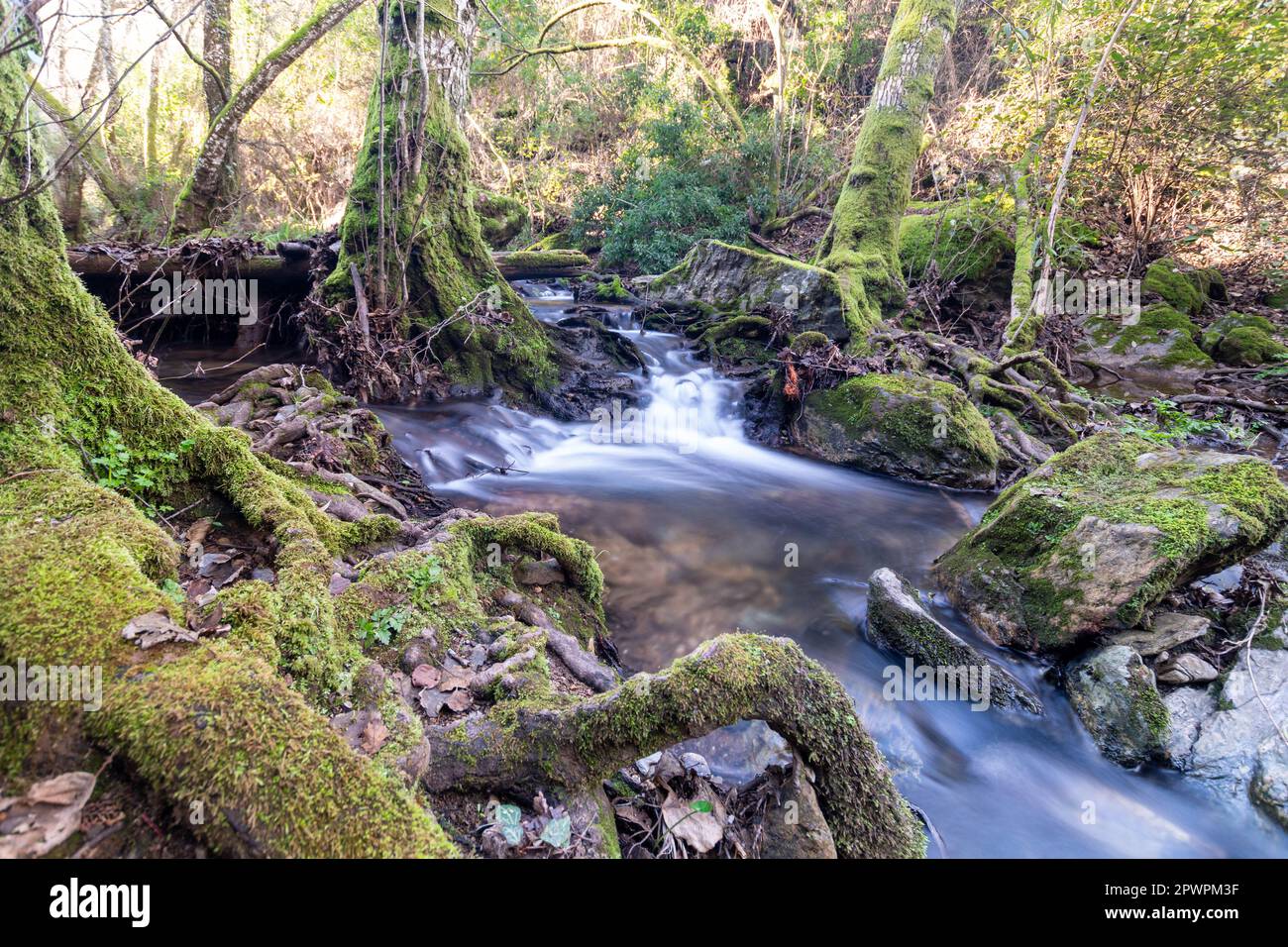 rivière traversant la forêt Banque D'Images