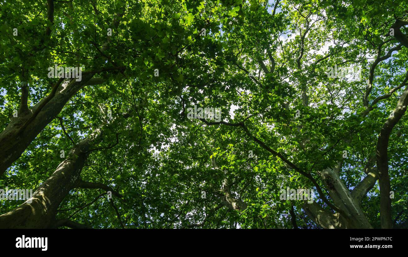 Couronne de l'arbre dans un parc Banque D'Images
