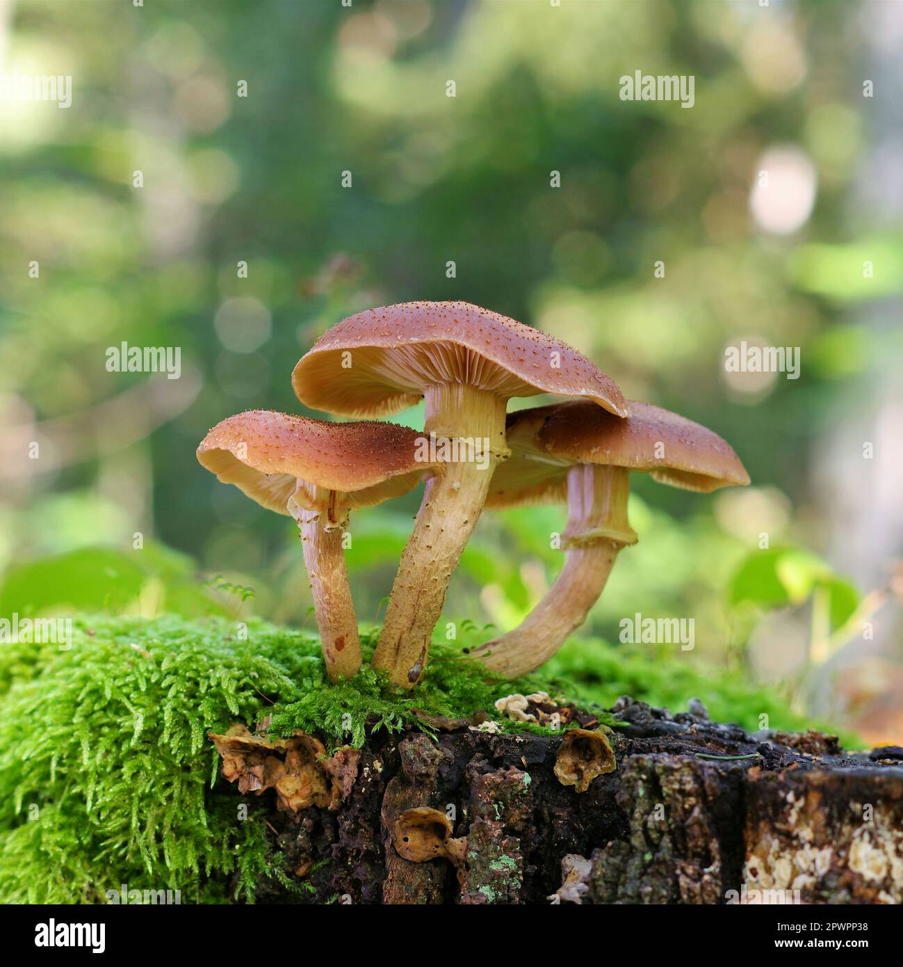 Les champignons ou miel Armillaria ostoyae dans forêt d'automne Banque D'Images