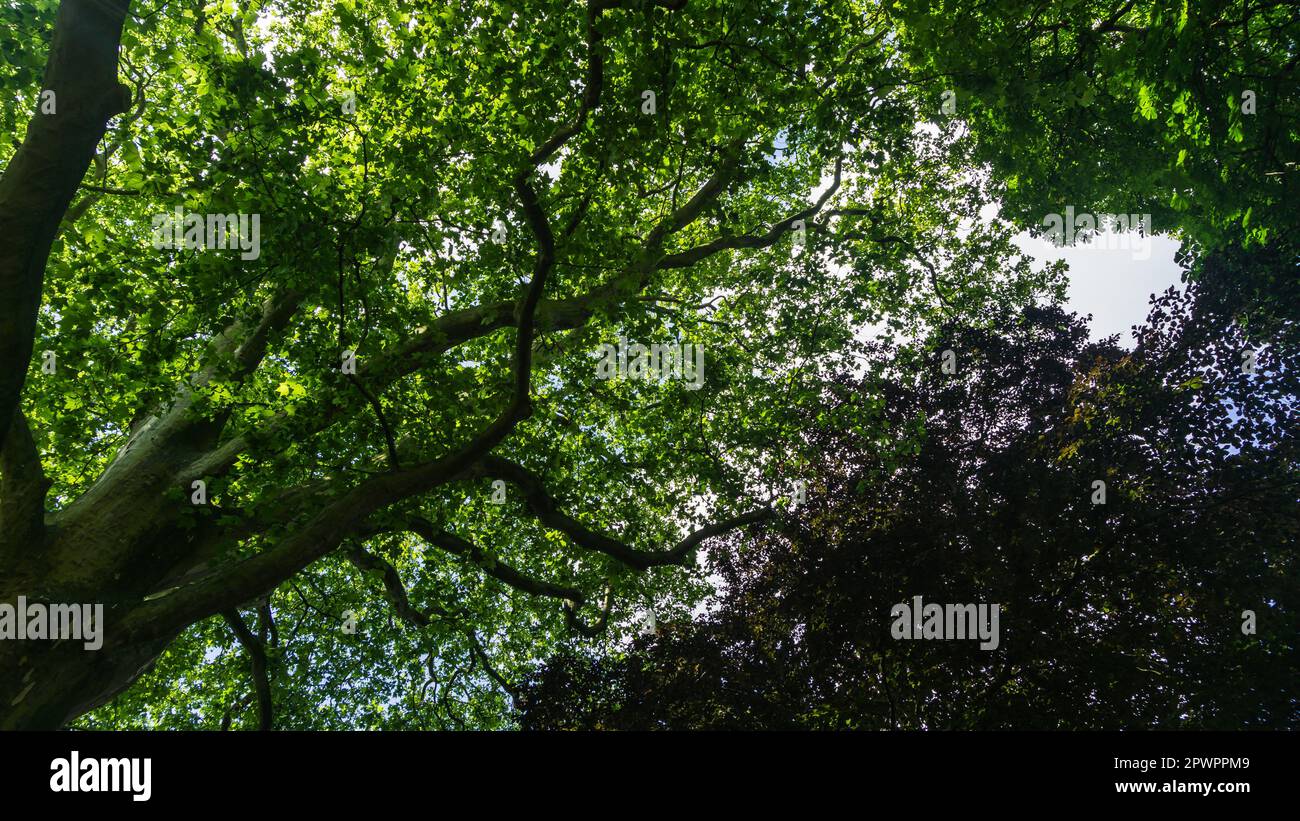 Couronne de l'arbre dans un parc Banque D'Images
