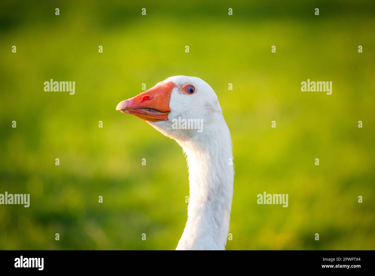 White gander de la race 'Österreichische Landgans', une espèce autrichienne en voie de disparition Banque D'Images