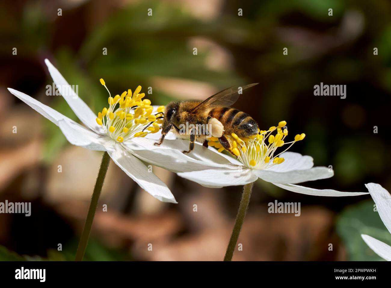 Abeille avec pollen se trouve sur les fleurs de deux anémones en bois Banque D'Images
