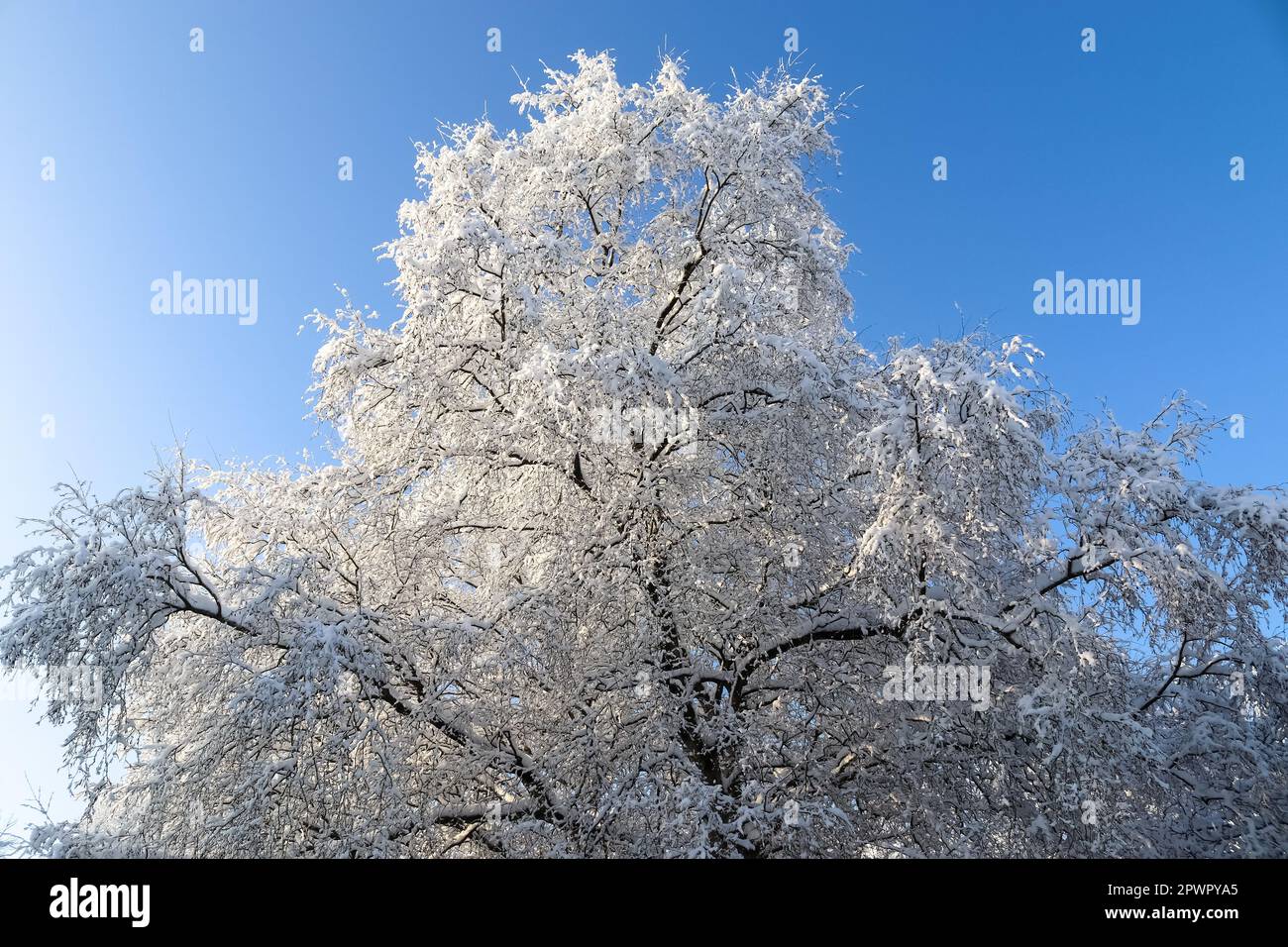 Magnifiques photos d'arbres après de fortes chutes de neige par temps ensoleillé Banque D'Images