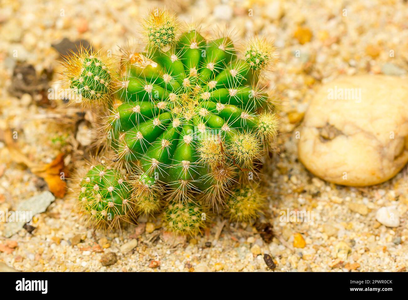 Echinopsis calochlora est un cactus. Populaire dans l'agriculture. Banque D'Images