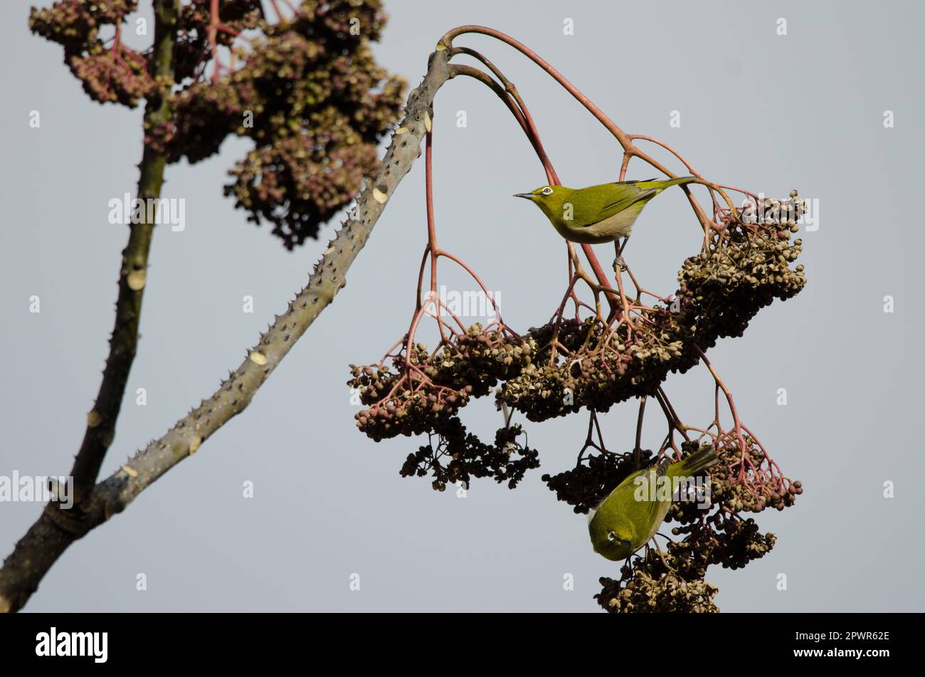 Les yeux blancs qui se voient Zosterops japonicus sur un arbre. Arashiyama. Kyoto. Japon. Banque D'Images