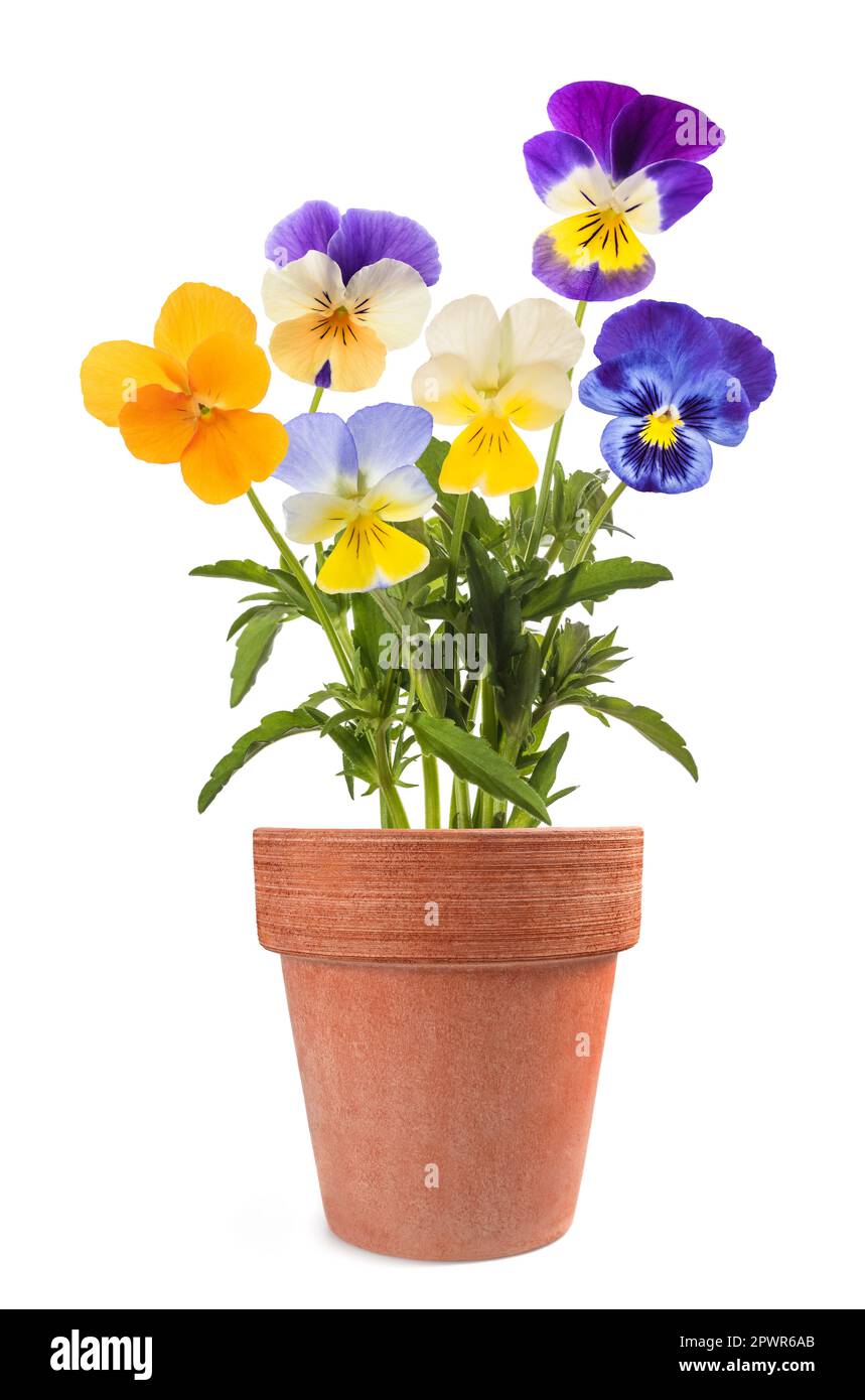 Les fleurs de Pansy se mélangent dans un vase isolé sur fond blanc Banque D'Images