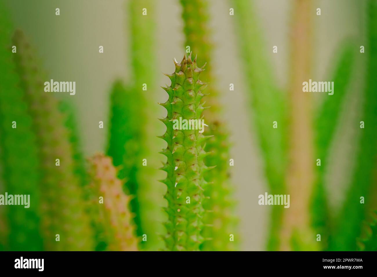 Pointes de cactus dans tout le tronc. Banque D'Images