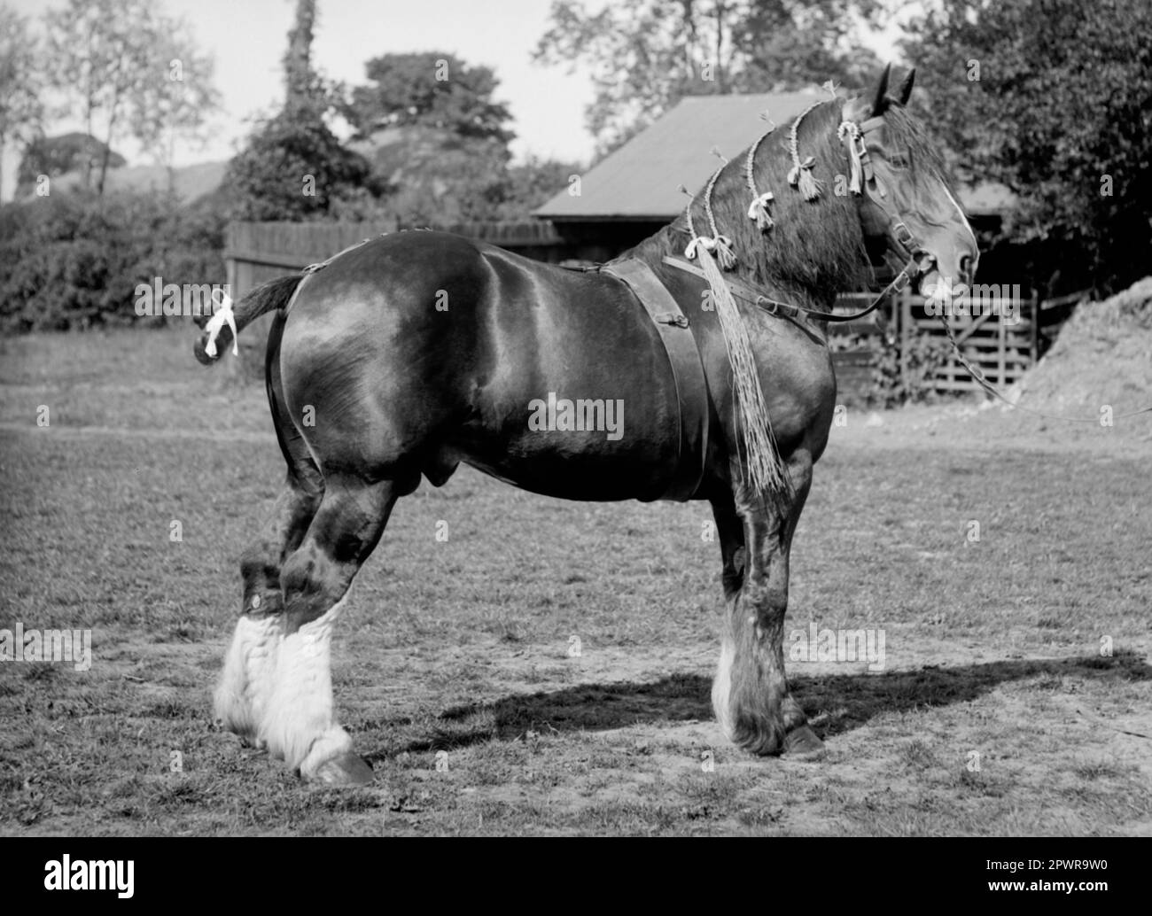 Suffolk Punch Horse début 1900s Banque D'Images