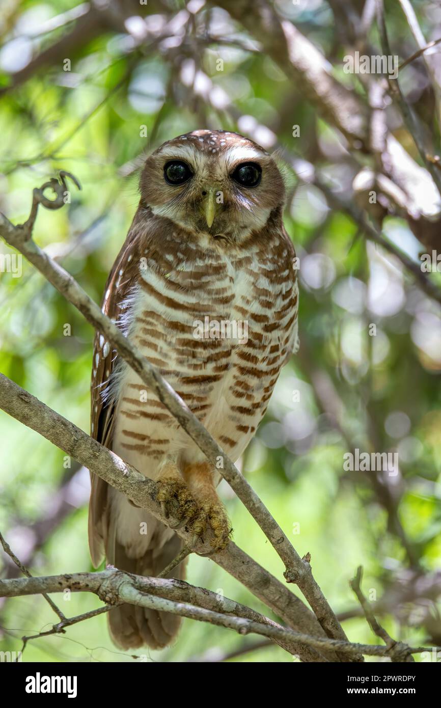 Hibou brun blanc, (Athene superciliaris), oiseau endémique connu sous le nom de hibou faucon brun blanc ou hibou faucon malgache, famille des Strigidae. Parc national de Banque D'Images