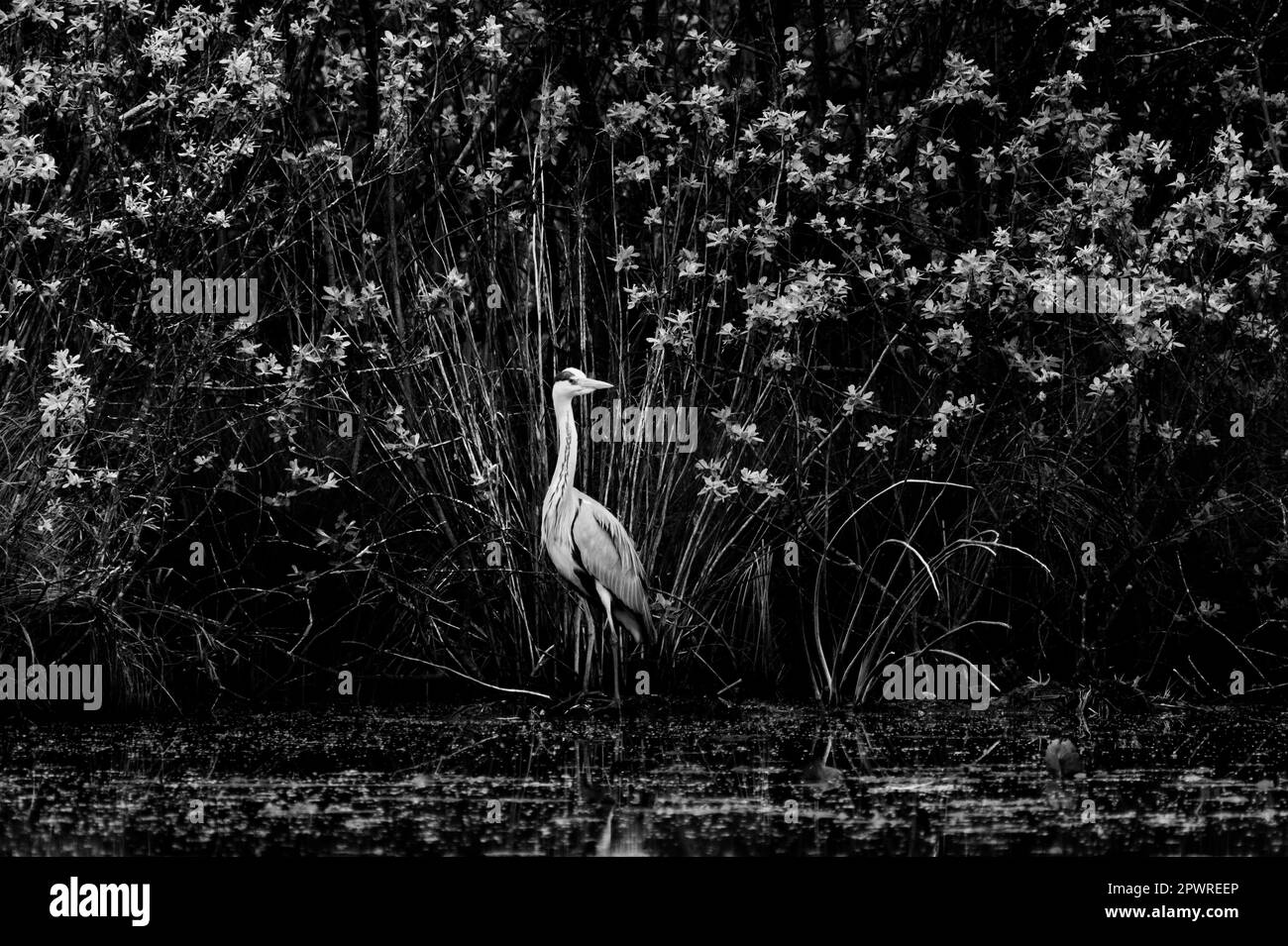 Heron entouré de plantes et de fleurs qui le font ressembler à un paon Banque D'Images