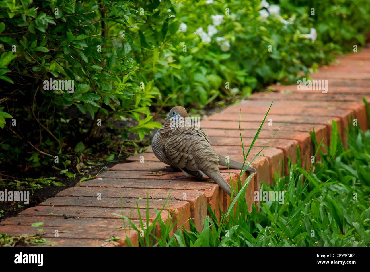 La colombe tachetée est sur la pelouse. Banque D'Images