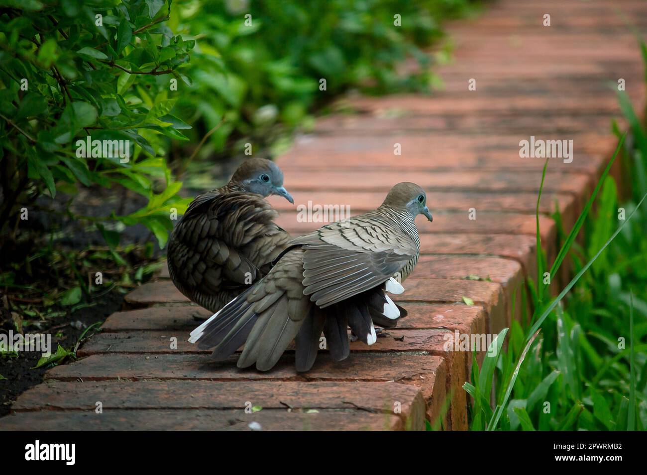 La colombe tachetée est sur la pelouse. Banque D'Images