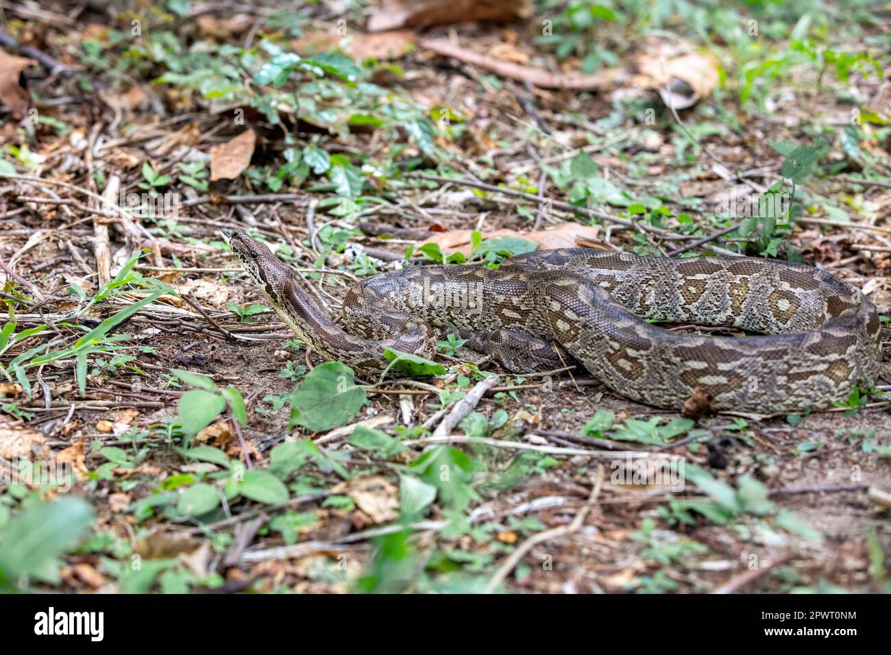 Le boa de Dumeril, (Acrantophis dumerili), gros serpent endémique non venimeux de la famille des Boidae sur le groung. Parc national d'Isalo. Madagascar faune ani Banque D'Images