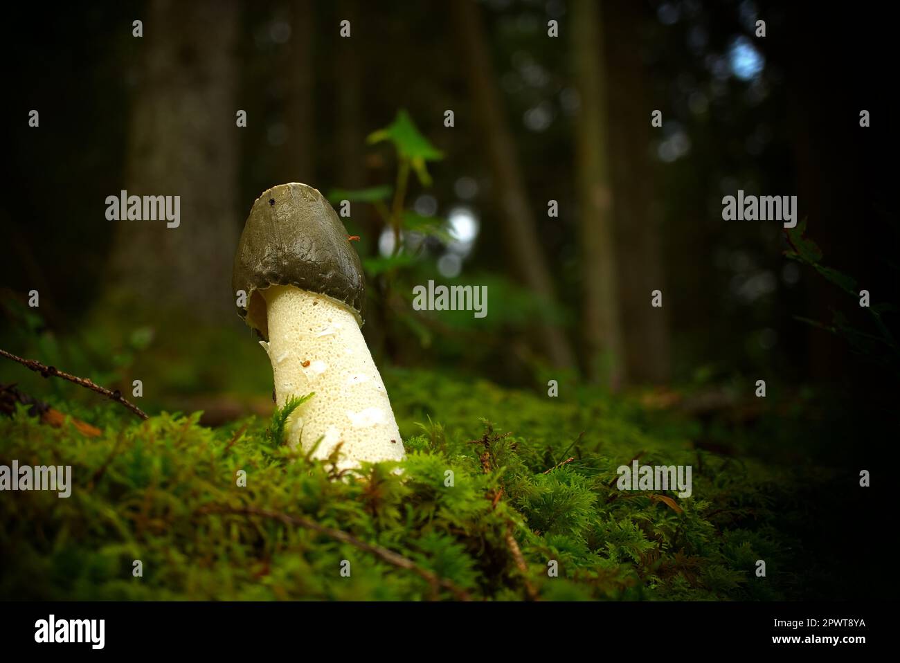 Champignon sauvage de Phallus impudicus poussant sur de la mousse verte luxuriante dans une forêt, vue à angle bas. Phallus impudicus, connu sous le nom de corne de rose commune Banque D'Images